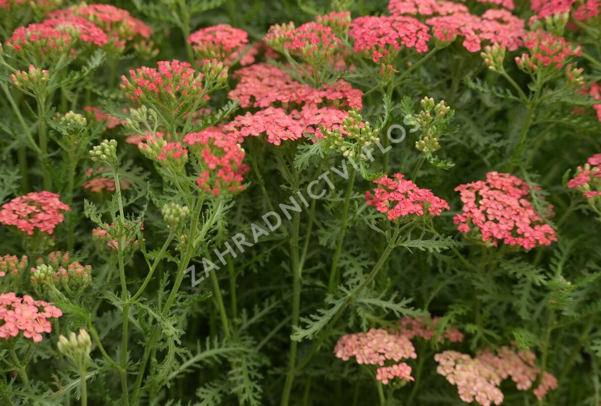 Řebříček obecný Tutti Frutti 'Apricot Delight' - Achillea millefolium Tutti Frutti 'Apricot Delight'