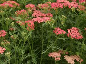 Řebříček obecný Tutti Frutti 'Apricot Delight' - Achillea millefolium Tutti Frutti 'Apricot Delight'