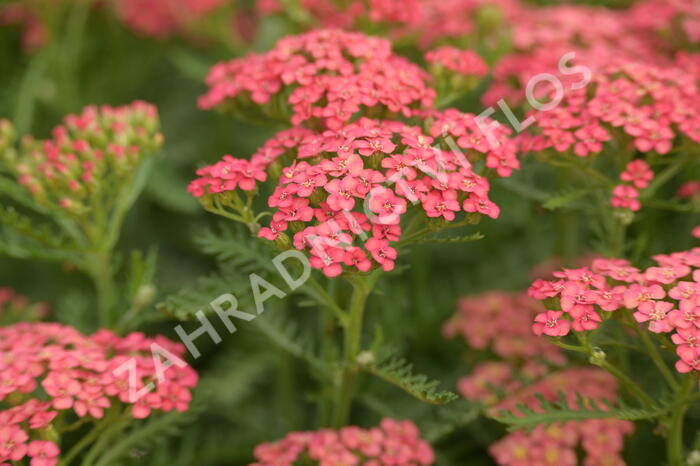 Řebříček Tutti Frutti 'Apricot Delight' - Achillea Tutti Frutti 'Apricot Delight'