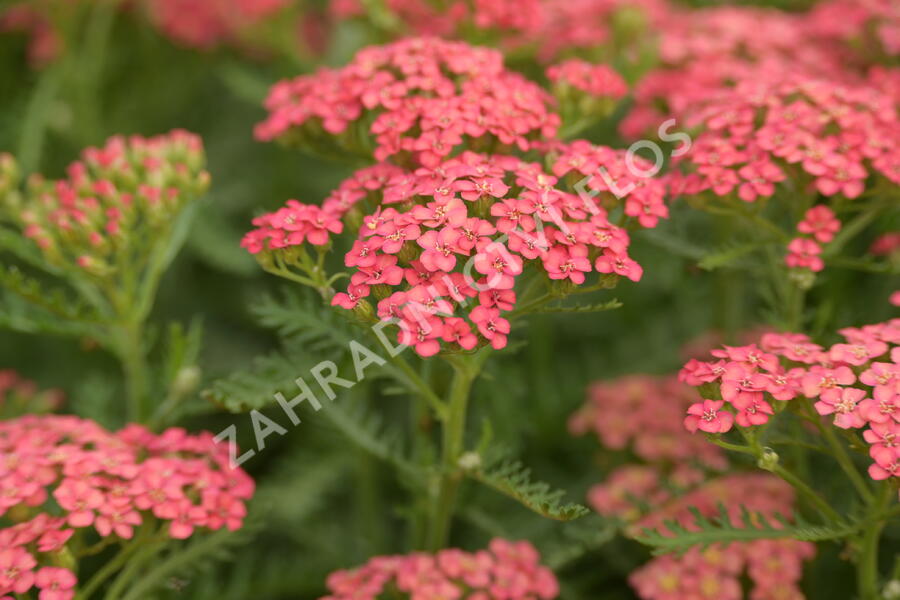 Řebříček Tutti Frutti 'Apricot Delight' - Achillea Tutti Frutti 'Apricot Delight'