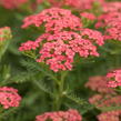 Řebříček Tutti Frutti 'Apricot Delight' - Achillea Tutti Frutti 'Apricot Delight'