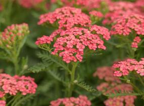 Řebříček obecný Tutti Frutti 'Apricot Delight' - Achillea millefolium Tutti Frutti 'Apricot Delight'