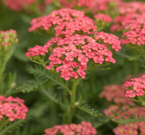 Řebříček Tutti Frutti 'Apricot Delight' - Achillea Tutti Frutti 'Apricot Delight'