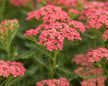 Řebříček obecný Tutti Frutti 'Apricot Delight'