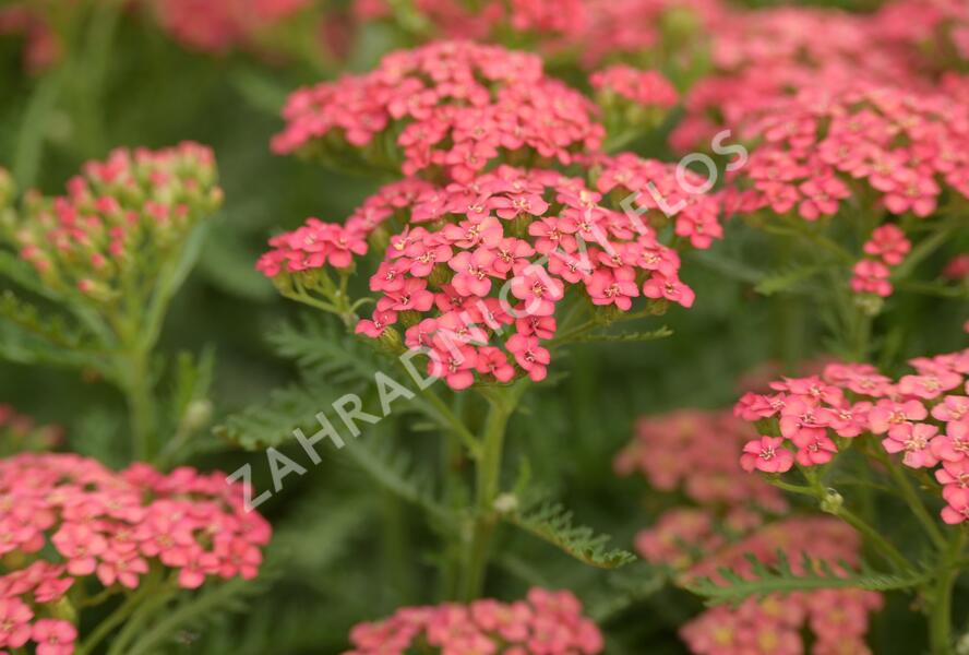 Řebříček obecný Tutti Frutti 'Apricot Delight' - Achillea millefolium Tutti Frutti 'Apricot Delight'