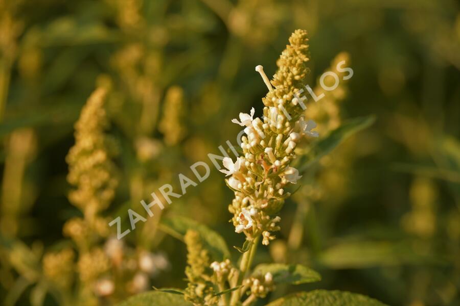 Motýlí keř, Komule Davidova 'Summer Bird White' - Buddleja davidii 'Summer Bird White'