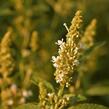 Motýlí keř, Komule Davidova 'Summer Bird White' - Buddleja davidii 'Summer Bird White'