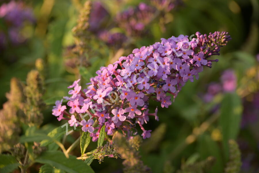 Motýlí keř, Komule Davidova 'Summer Bird Violet' - Buddleja davidii 'Summer Bird Violet'