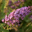 Motýlí keř, Komule Davidova 'Summer Bird Violet' - Buddleja davidii 'Summer Bird Violet'