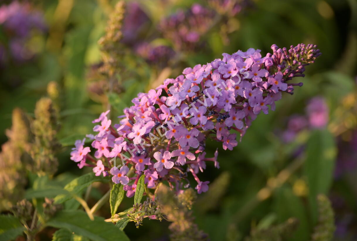 Motýlí keř, Komule Davidova 'Summer Bird Violet' - Buddleja davidii 'Summer Bird Violet'