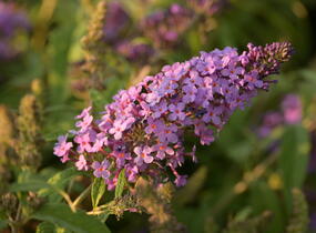 Motýlí keř, Komule Davidova 'Summer Bird Violet' - Buddleja davidii 'Summer Bird Violet'