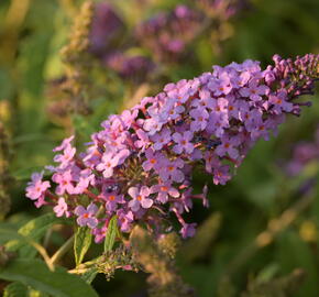 Motýlí keř, Komule Davidova 'Summer Bird Violet' - Buddleja davidii 'Summer Bird Violet'