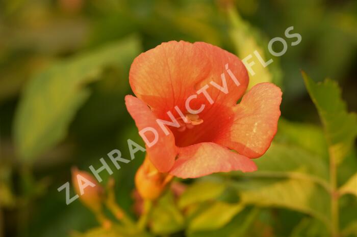 Trubač velkokvětý 'Orange Summer' - Campsis radicans 'Orange Summer'
