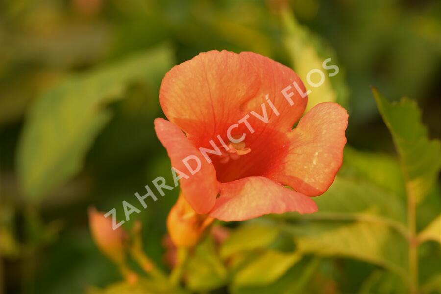 Trubač velkokvětý 'Orange Summer' - Campsis radicans 'Orange Summer'