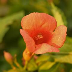 Trubač velkokvětý 'Orange Summer' - Campsis radicans 'Orange Summer'