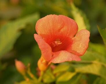 Trubač velkokvětý 'Orange Summer'