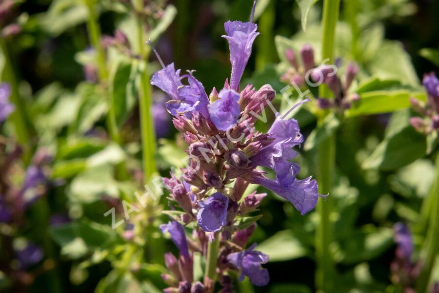 Agastache 'Apadana Blue' - Agastache hybrida 'Apadana Blue'