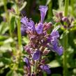 Agastache 'Apadana Blue' - Agastache hybrida 'Apadana Blue'