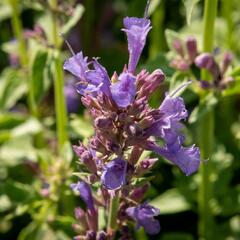 Agastache 'Apadana Blue' - Agastache hybrida 'Apadana Blue'