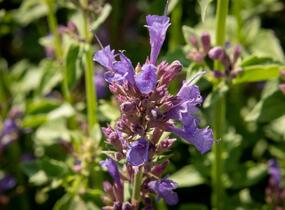 Agastache 'Apadana Blue' - Agastache hybrida 'Apadana Blue'