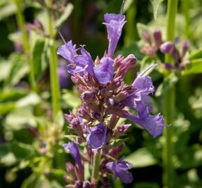 Agastache 'Apadana Blue' - Agastache hybrida 'Apadana Blue'