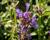 Agastache 'Apadana Blue'