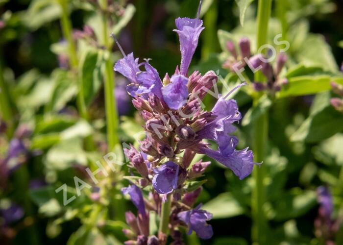 Agastache 'Apadana Blue' - Agastache hybrida 'Apadana Blue'