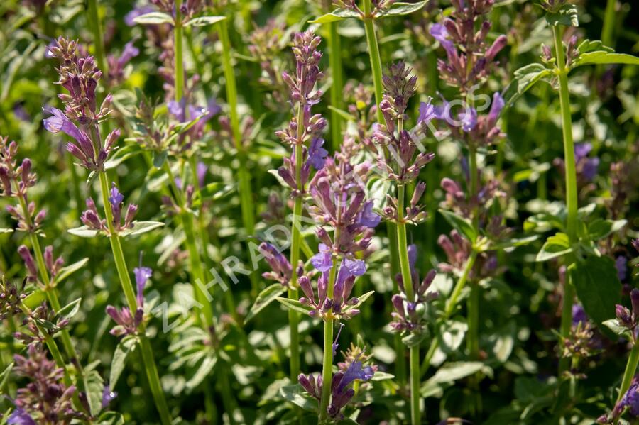 Agastache 'Apadana Blue' - Agastache hybrida 'Apadana Blue'