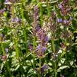 Agastache 'Apadana Blue' - Agastache hybrida 'Apadana Blue'