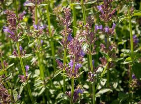 Agastache 'Apadana Blue' - Agastache hybrida 'Apadana Blue'