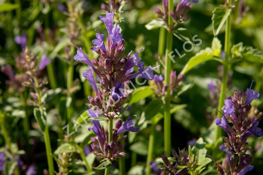 Agastache 'Apadana Blue' - Agastache hybrida 'Apadana Blue'