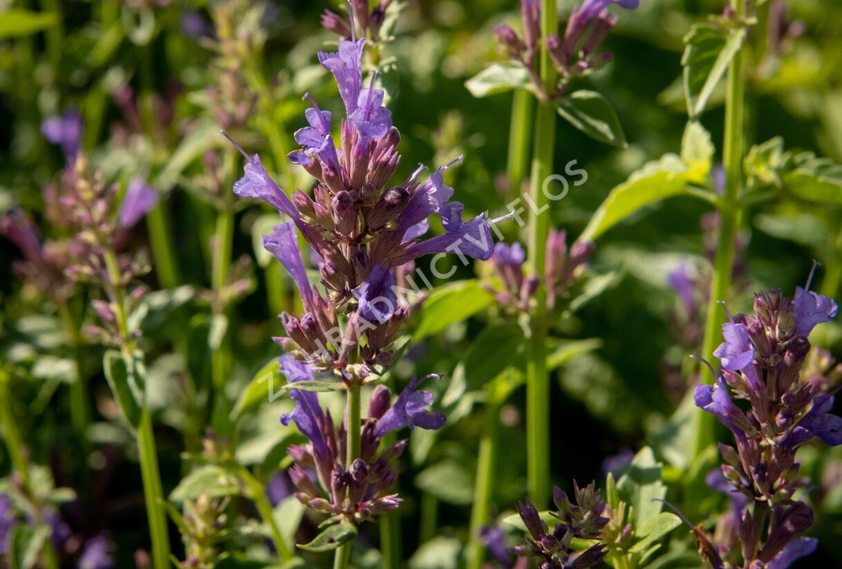 Agastache 'Apadana Blue' - Agastache hybrida 'Apadana Blue'