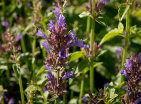 Agastache 'Apadana Blue' - Agastache hybrida 'Apadana Blue'