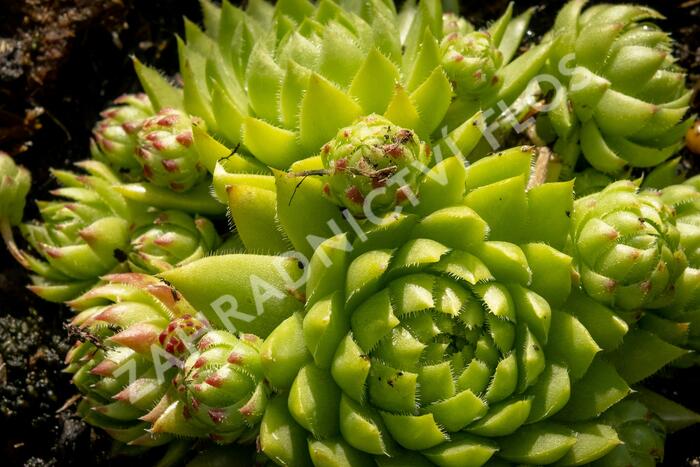 Netřeskovec výběžkatý - Jovibarba hirta