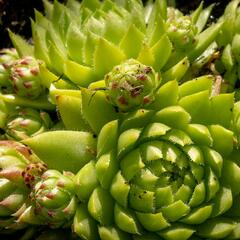 Netřeskovec výběžkatý - Jovibarba hirta