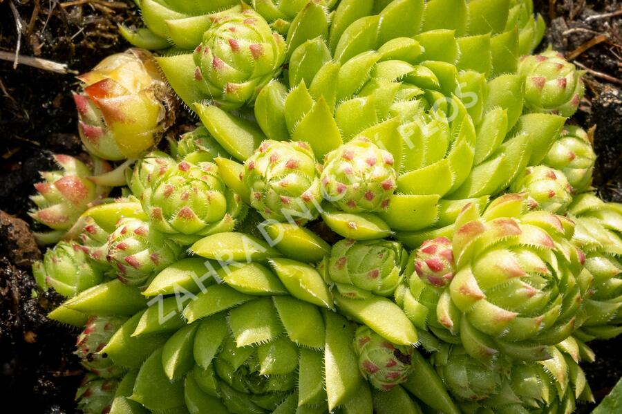 Netřeskovec výběžkatý - Jovibarba hirta