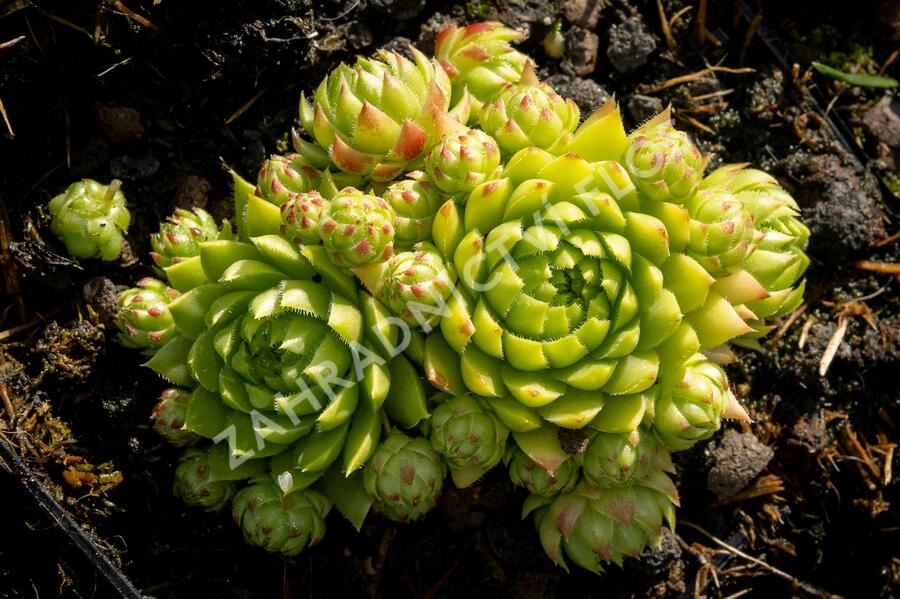 Netřeskovec výběžkatý - Jovibarba hirta