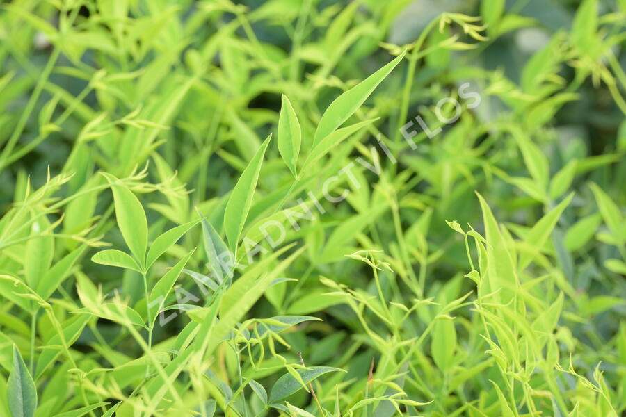 Nandina domácí 'Brightlight' - Nandina domestica 'Brightlight'