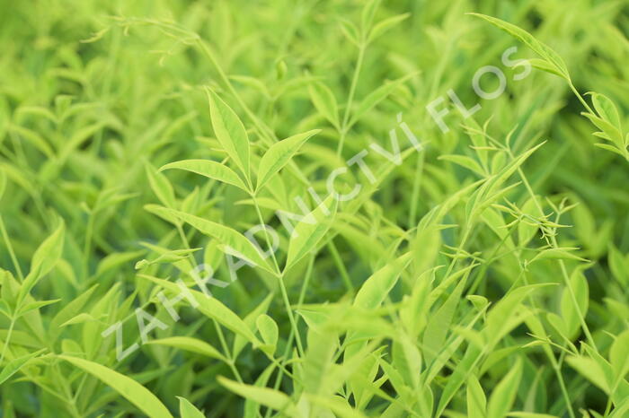 Nandina domácí 'Brightlight' - Nandina domestica 'Brightlight'