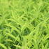 nandina-domaci-brightlight.jpg