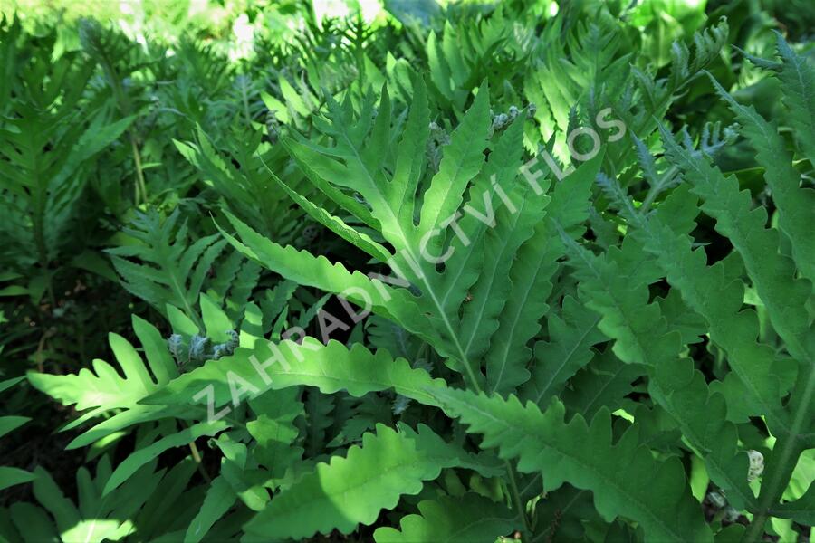 Zavřitec citlivý - Onoclea sensibilis