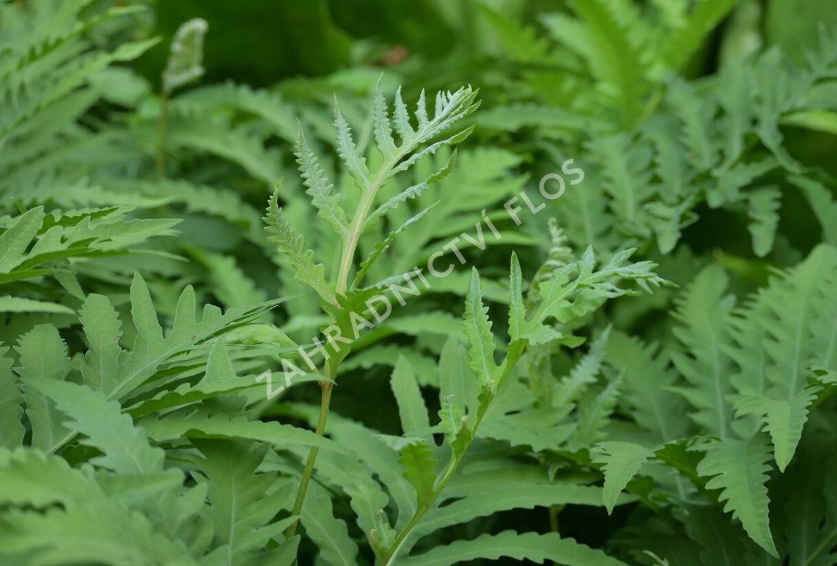 Zavřitec citlivý - Onoclea sensibilis
