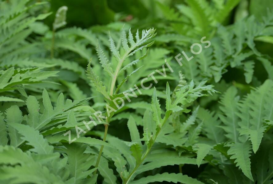 Zavřitec citlivý - Onoclea sensibilis