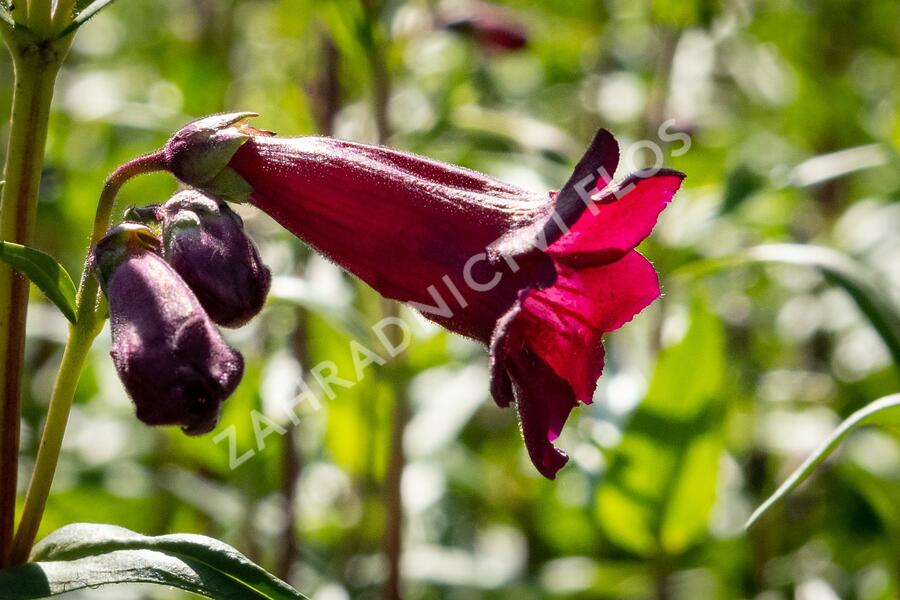 Dračík 'Rich Ruby' - Penstemon  x mexicali 'Rich Ruby'