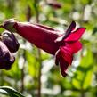 Dračík 'Rich Ruby' - Penstemon  x mexicali 'Rich Ruby'