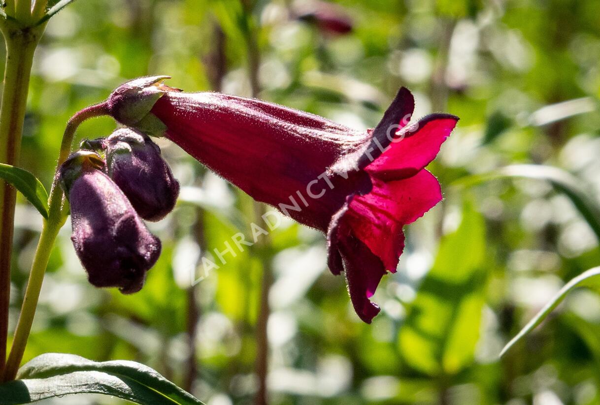 Dračík 'Rich Ruby' - Penstemon x mexicali 'Rich Ruby'