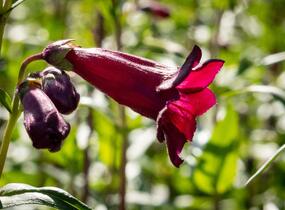 Dračík 'Rich Ruby' - Penstemon x mexicali 'Rich Ruby'