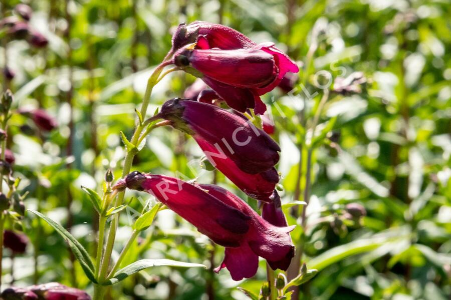 Dračík 'Rich Ruby' - Penstemon x mexicali 'Rich Ruby'