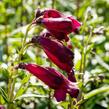 Dračík 'Rich Ruby' - Penstemon x mexicali 'Rich Ruby'