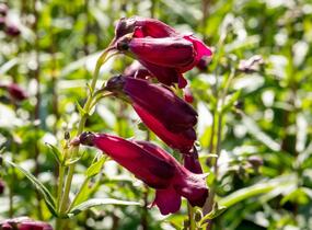 Dračík 'Rich Ruby' - Penstemon x mexicali 'Rich Ruby'